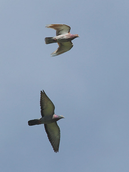Kalliokyyhky, Common Pigeon, Columba livia